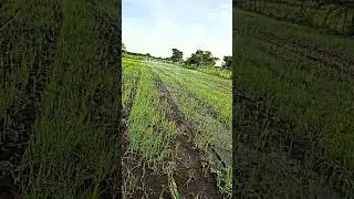 pyaj farming #farming #pyaj_ki_kheti_jankari #kheti #online #new #automobile #ww2