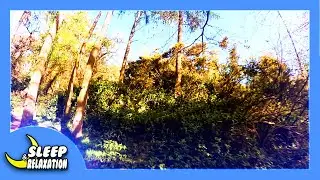 Wooded area breathes with life (Nature Visualizer)