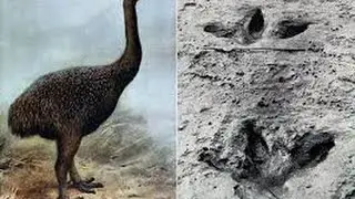 The Mount Owen Moa strange bird