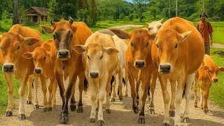Vidio Menggembala Sapi-Sapi Jinak Berjalan Serentak Menuju Padang Rumput Hijau || Suasana Alam indah