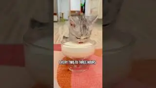 ⚠️How To Care for a Newborn Kitten 😻
