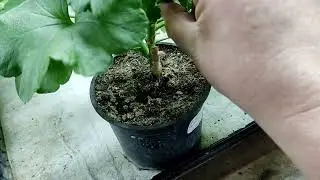 Мороз и... Листья! 😁