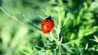 Color Pattern Puzzle &ndash; Bug Friends Edition 🐞🦋🐝🪲🐉 | Fun Learning for Kids