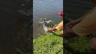 &iexcl;Guau!!. atrap&oacute; una Gallinula con #red y mira lo que hace este #hombres