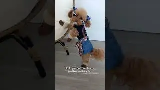 Top 5 dog outfits of 2022! I was so surprised by the second🤣 #shorts #dog