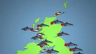 UK Whale & Dolphin Sightings July 2020