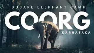 Dubare Elephant Camp Coorg 🐘 | Elephant Bathing & Feeding | Where Mysore Dasara Elephants Come From!