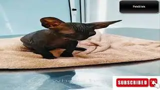 sphynx. Pets&Vets Clinic DHA Lahore