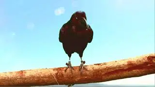 Pre- Viz - Crow on branch