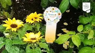 Sunflower Days Remembrance Ceremony 2022