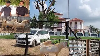 Umatiya Goat Farm Chhapi Gujarat | Goat Breeding Setup.