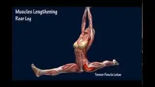 How to True Front Split Hanumasana Muscle Anatomy Training Program EasyFlexibility