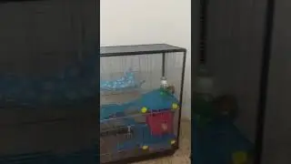 Jaula para ratas y hurones ZENO 3 Empire Zoomalia