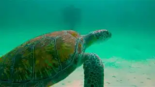 Experience Pensacola with REALTOR Aaron Edwards with Levin Rinke Realty (850) 382-9698