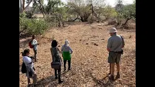 BALULE GAME RESERVE, Morning Game Walk. 10.9.2025
