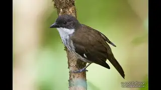 Puerto Rican Tanager @Bin3aiah Birds