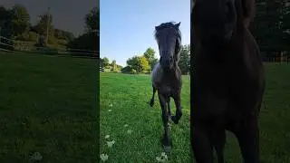 #percheron #horse #horses #drafthorses #equestrian #bighorse #foryou #shorts