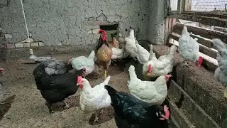 Ок товукдан насил олса буладими? тухум % канча!