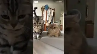 mix #cat #catimama #cute #animals #catvideos #pets #fypシ゚viral #funny