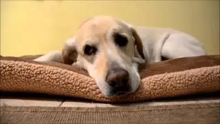 Project PetCare 2016