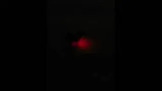 Pugs with his light on at night