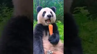 Manger plus de fruits et de l&eacute;gumes a votre corps❤❤❤❤animal#panda#zoo #animaux#mongee# carotte# 😍😍😍😍
