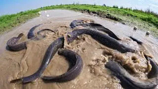 Amazing Fishing - Fisherman catch a lot of fish in meadow in shallow water and pick duck eggs