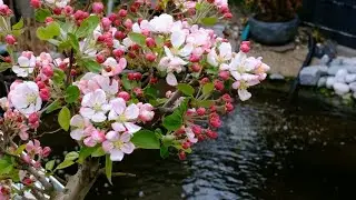 Cherry Bloosoms | Sakura Stock Footage | Drone View | Free Nature HD Videos &ndash; No Copyright