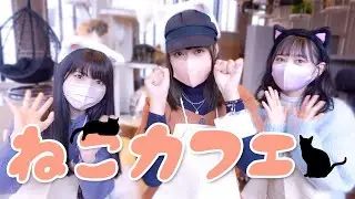 【癒し】かわいいﾈｯｺを前に多種多様なリアクションをするアイドルたち🐈もふもふ【猫カフェ】