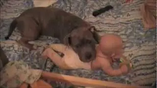 Стафф и ребёнок / American Staffordshire and Baby