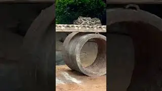 #snakebehavior #feed #ytfeed #shortfeed #feedshorts #ytshort #explorefeed #viralfeed