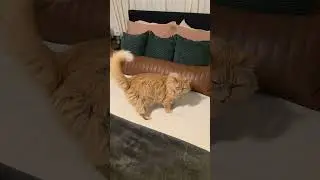 Orange Cat Wants To Talk About Nap Time! #cats