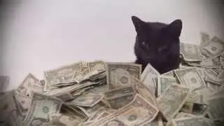 A Cat Rolling In Cash