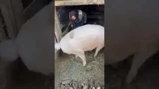 Baba și porcul 🐷🤡😂😂🤣🤣😂