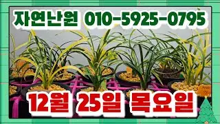 [12월 25일] 만년청 오모도, 보생지화, 산출.환엽, 환엽산반, 일출, 지화자, 환구화정, 송옥, 녹운 총 13개체입니다♡