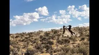 Wild Horses in Steens Mountain Wilderness