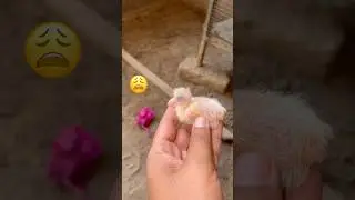 Pink waly chick ko kya hogya 😱
