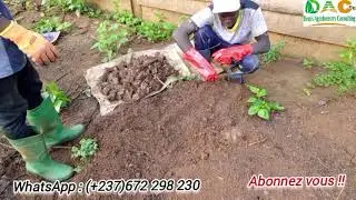 Culture d'ignames : préparation des buttes et Planting des boutures