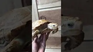 Manoria emys kelainan genetika aka emys lucy F0