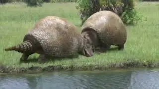 Cenozoic: Age of the Mammals - Glyptodons
