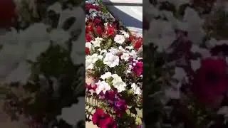 One of the Beautiful Flowers in UAE.