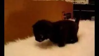 kittens take their first steps