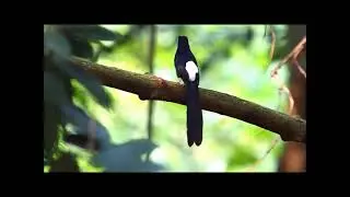 Il mondo degli uccelli webcam: White rumped shama (Copsychus malabaricus), Shama groppo bianco.