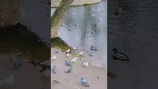 Feeding the ducks and the seagulls. Video memory# ducklife