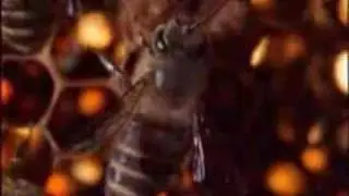 Japanese honeybees