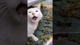 BREAKING NEWS | Colony in SUSPENSE: Mixie's SHOCKING Return After TNR Tomorrow! #shorts #tnr #cats
