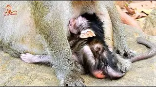 Newborn Baby Quinton Got Milk Fully From Mom Queen, Quinton So Good Health after Birth.