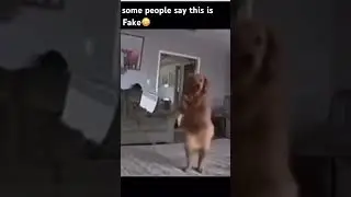Some people say this is fake #meme #dog #Skinwalker #Funny ￼￼￼