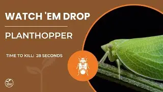Planthopper Killed in 28 Seconds | Fast Kill with Protection Plus