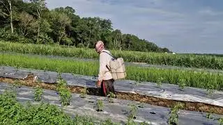 SMART IDEA: FERTILIZING CURLY CHILI PLANTS WITH LIQUID FERTILIZER USING CREATIVE TOOLS - Agriculture